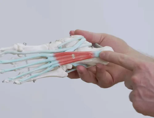 Fastsia mõistmine – anatoomia, funktsioon ja sihipärane treening 